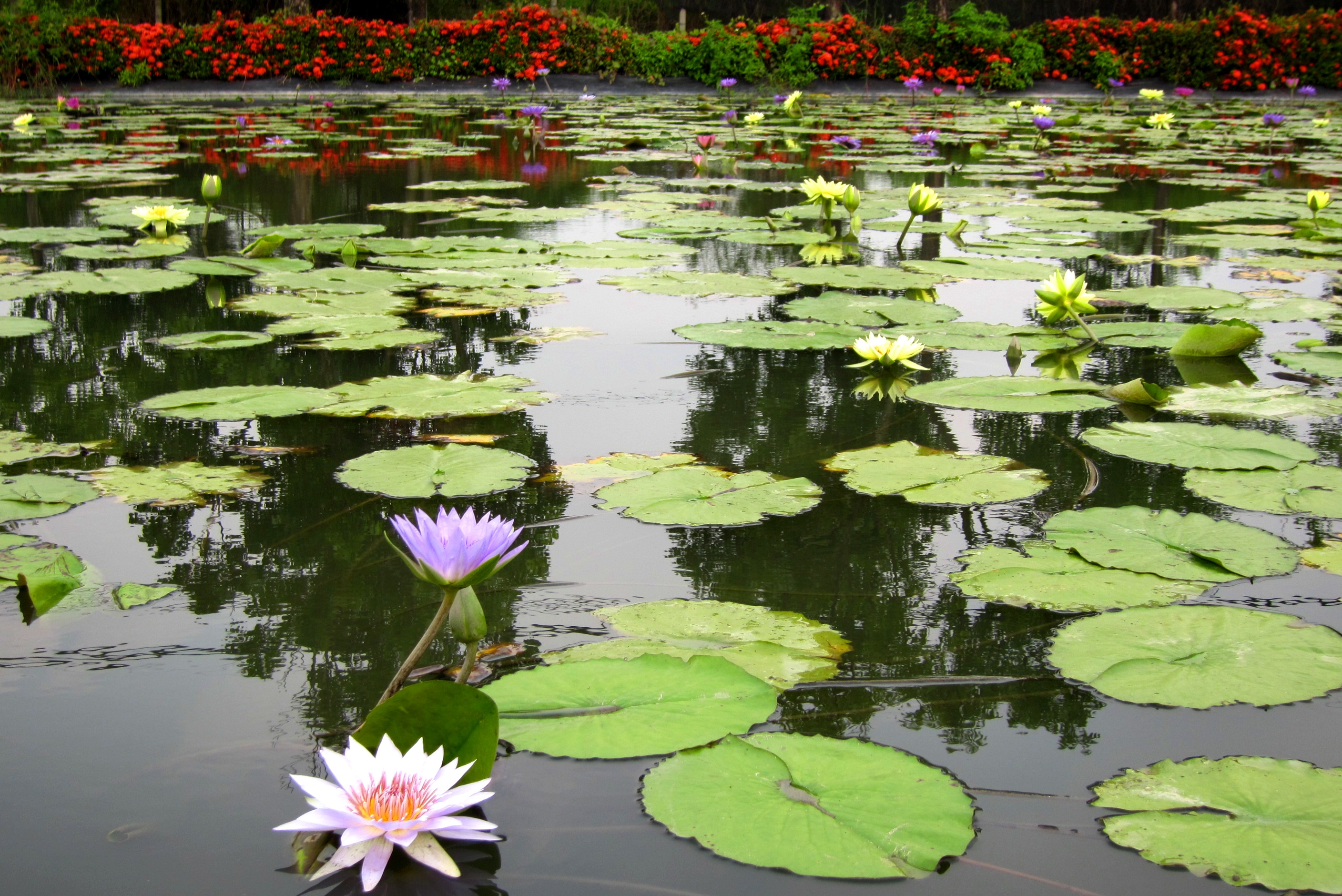 Lotus pond